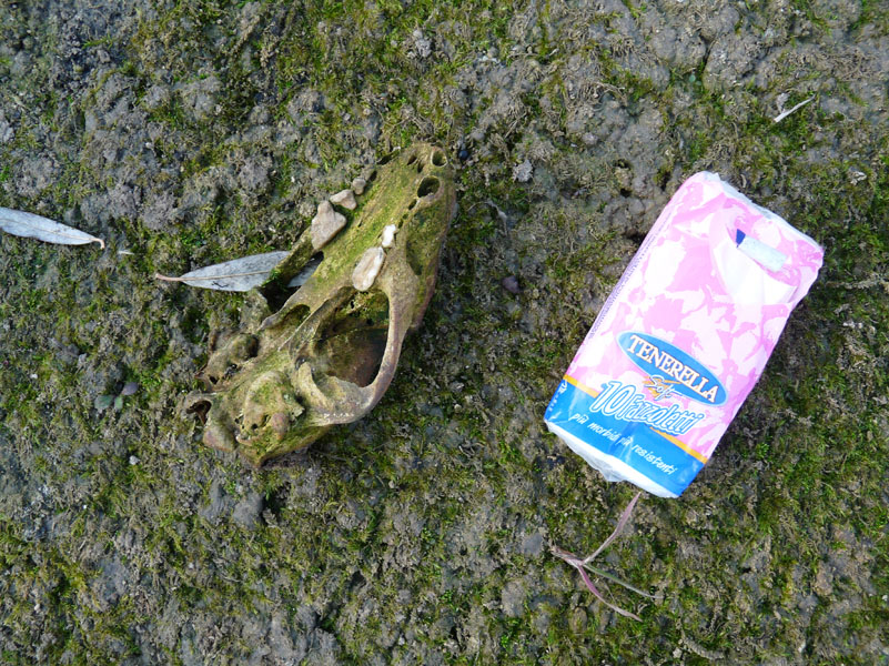 identificazione cranio. Tasso